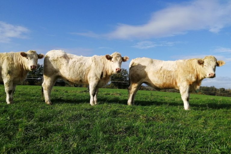 2022.11.22 genisses Ch 2.1 768x512